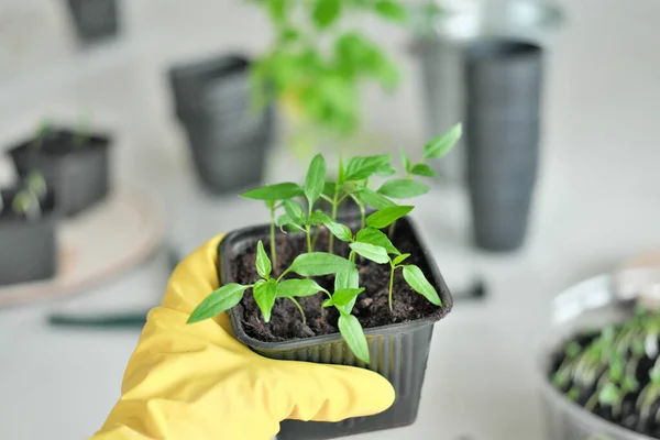 dive seedlings at home, garden at home, lovely hobby gardening, hand in gloves hold on pot with seedlings at home