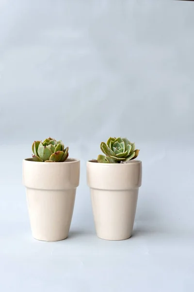 Succulent Grey Orange Background — Stok Foto