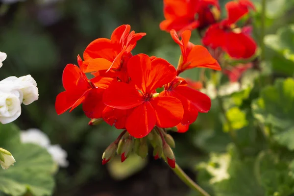 Red Geranium Garden Yazinda — Stok fotoğraf