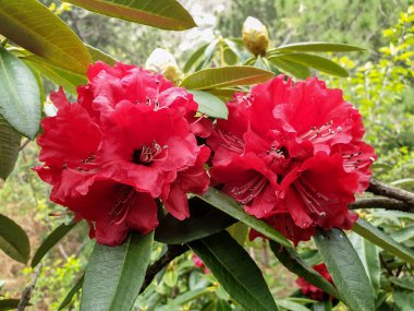 Ağaçta seçici odaklı, konu üzerine seçici odaklı, arka plan bulanıklığı olan iki rhododendron (burans) çiçeğinin yakalanması 