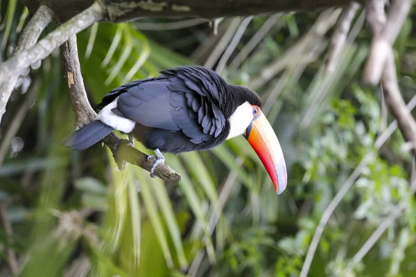 Tucano Colorido Uma Árvore Pássaro Paisagem Natural — Fotografia de Stock