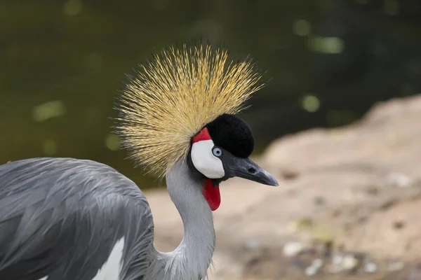Pássaro Baleares Piercing Olhar Com Plumagem Colorida — Fotografia de Stock