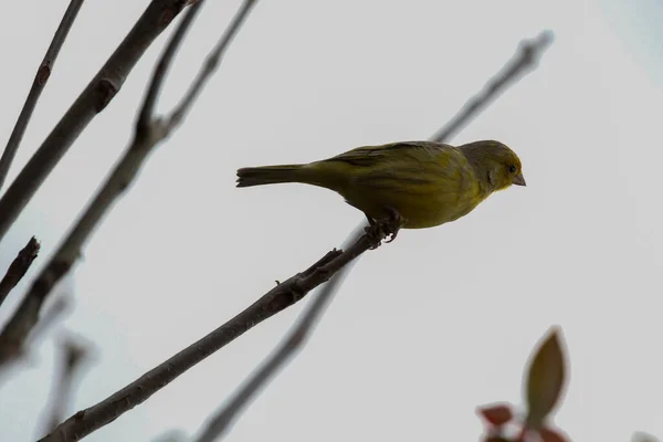 Pinzón Amarillo Posado Una Rama Pájaro Paisaje Natural — Foto de Stock