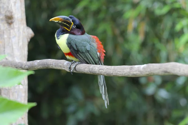 Toucan Empoleirado Ramo Pássaro Paisagem Natural — Fotografia de Stock