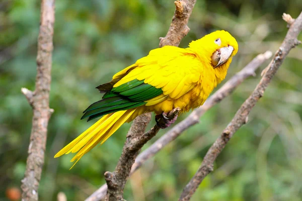 Sárga Papagáj Egy Fán Madár Természetes Tájon — Stock Fotó