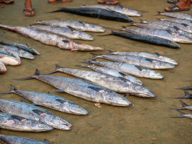 Maharashtra, Hindistan 'daki yerel balık pazarında taze balık tutuyorlar.