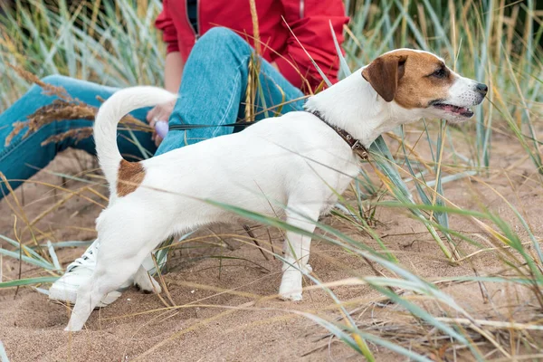 Jovem Cão Branco Fêmea Jack Russell Terrier Está Areia Praia — Fotografia de Stock