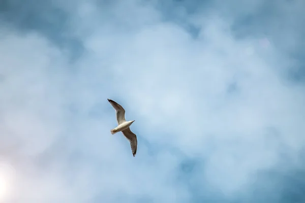 White Gull Spread Wings Soars Blurred Background Blue Cloudy Sky — Stock Photo, Image