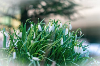 İlk bahar çiçeklerinin tomurcukları açık yeşil yapraklı beyaz kar damlaları ormandaki bulanık arka planda çiçek açmak üzeredir.