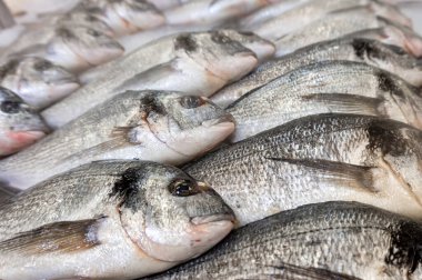 Süpermarkette tezgahta taze soğumuş dorado balığı var.
