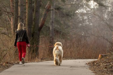 Kadın ve köpeğin tasmalı sırtından geriye dönüp baharın başlarında pitoresk bir çam parkında yolda yürürken.