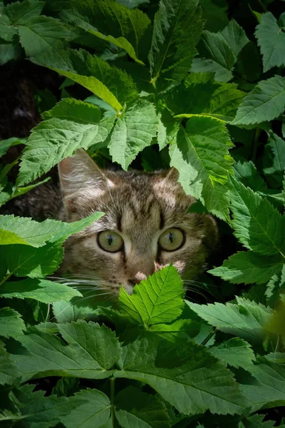 Таббі Сірий Дорослий Домашній Кіт Сидить Траві Саду Дивиться Великими — стокове фото