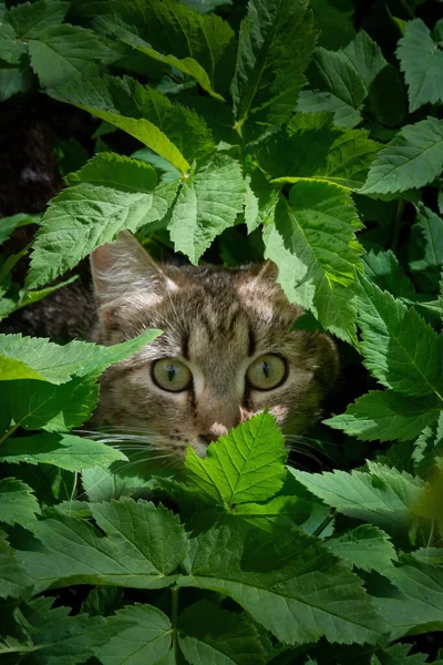 Tabby Gray Adult Domestic Cat Sitting Grass Garden Looking Big — Stock Photo, Image