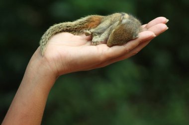 Kurtarılmış yavru sincap insan ellerinde.