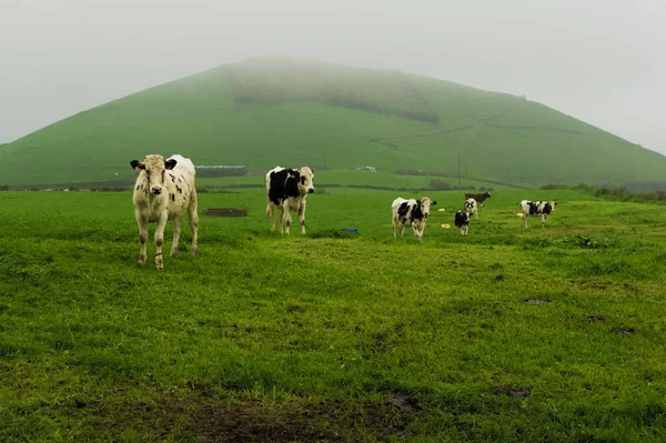İnekler, Portekiz 'deki Azores Adaları' ndaki sisli bir tarlada otluyor.