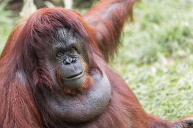 A female of the orangutan clipart