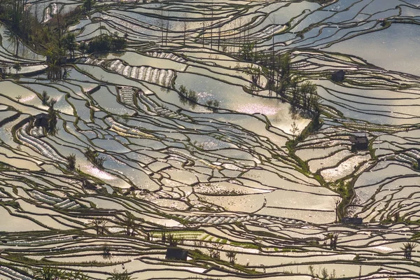 Paysage Champs Riz Terrasses Pendant Saison Des Eaux Printanières Chine — Photo