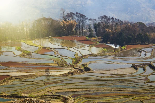 Paysage Champs Riz Terrasses Pendant Saison Des Eaux Printanières Chine — Photo