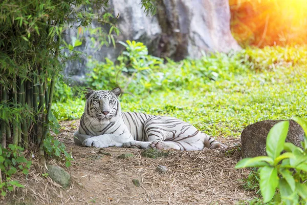 Bengaler Weißer Tiger Wald — Stockfoto