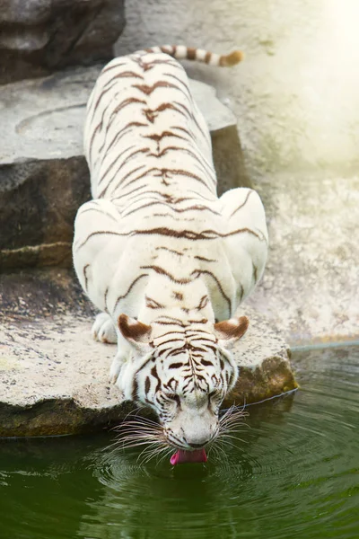 Bengaler Weißer Tiger Wald — Stockfoto