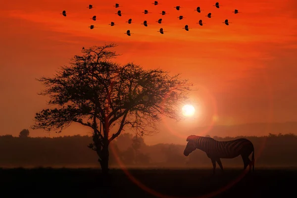 Rode Zonsondergang Met Silhouet Afrikaanse Acacia Boom Zebra — Stockfoto