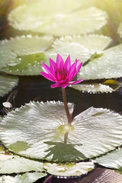 Beautiful lotus flower in pond,The symbol of the Buddha