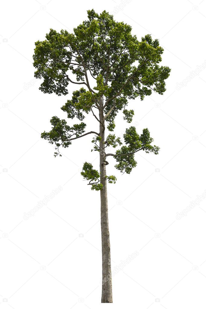 Dipterocarpus alatus tree isolated on white background with clipping path.