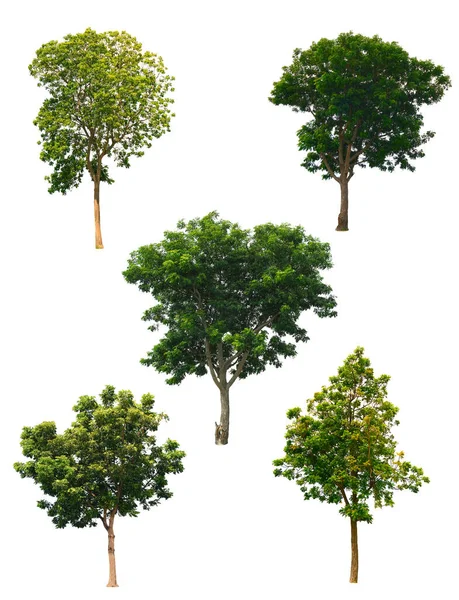 Cinco Árvores Neem Azadirachta Indica Tree Isoladas Sobre Fundo Branco — Fotografia de Stock
