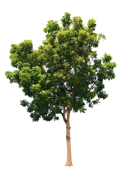 Azadirachta Indica Árvore Isolada Sobre Fundo Branco Com Caminho Recorte — Fotografia de Stock