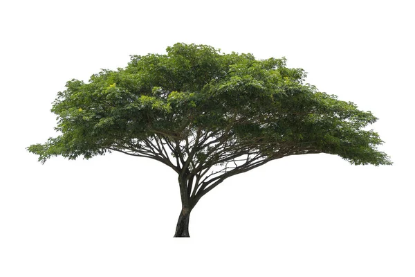 Samanea Saman Leguminosae Árvore Isolada Fundo Branco Com Caminho Recorte — Fotografia de Stock