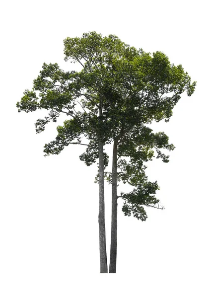 Dipterocarpus Alatus Strom Izolované Bílém Pozadí Výstřižkem Cesta — Stock fotografie