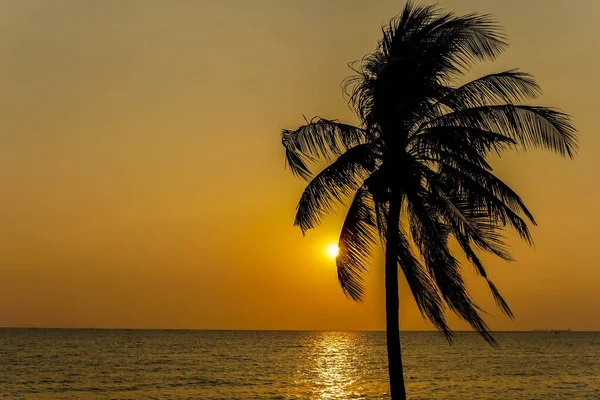 Silhouette Coconut Tree Seaside Sunset Background — Stock Photo, Image