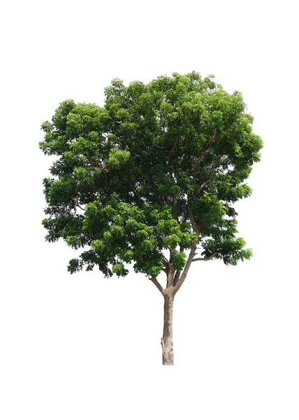 Azadirachta Indica Strom Izolované Bílém Pozadí Výstřižkem Cesta — Stock fotografie
