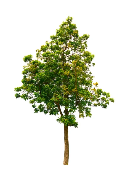 Azadirachta Indica Árvore Isolada Sobre Fundo Branco Com Caminho Recorte — Fotografia de Stock