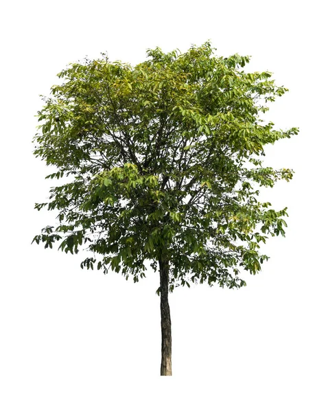 Lagerstroemia Speciosa Árvore Isolada Fundo Branco Com Caminho Recorte — Fotografia de Stock