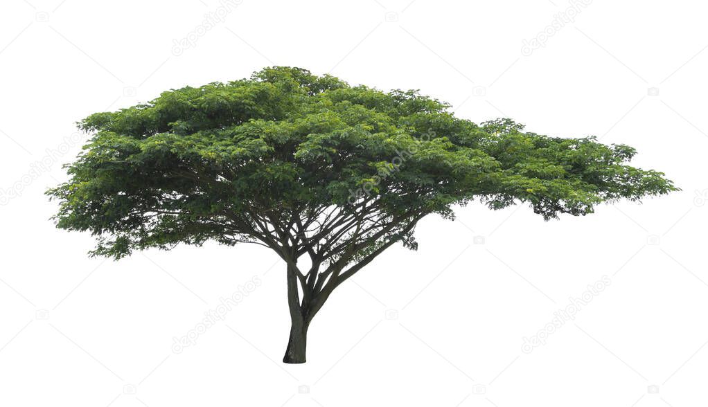Samanea saman(Leguminosae) tree isolated on white background with clipping path.