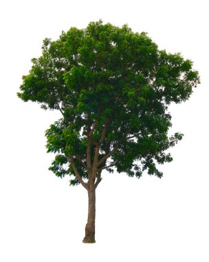 Azadirachta indica Ağacı kırpma yolu ile beyaz arkaplanda izole            