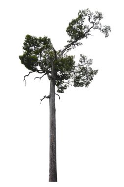 Beyaz arkaplanda kırpma yolu ile izole edilmiş dipterocarpus alatus ağacı.