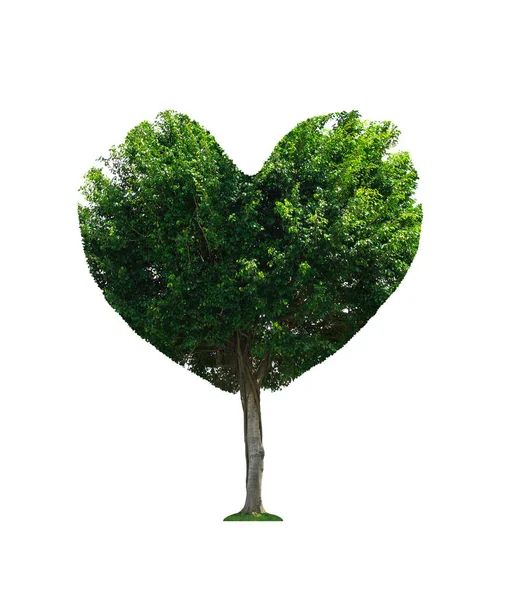 心形的树 在白色背景上与剪枝路径隔离 拯救世界和情人节的概念 — 图库照片