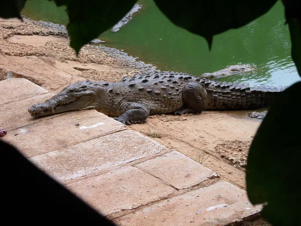 Crocodilo Cuba — Fotografia de Stock