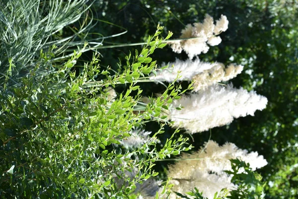 Fleurs Une Plante Duveteuse Blanche Sur Longues Tiges Parmi Herbe — Photo