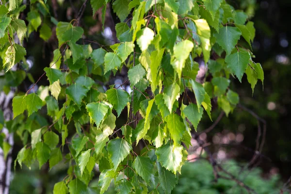 Ramo Betulla Verde Con Giovani Foglie Primaverili Grande Albero Nel — Foto Stock