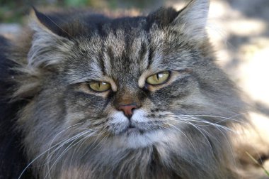 Dalgın dalgın bakan üç tüylü kedi kameraya bakıyor.