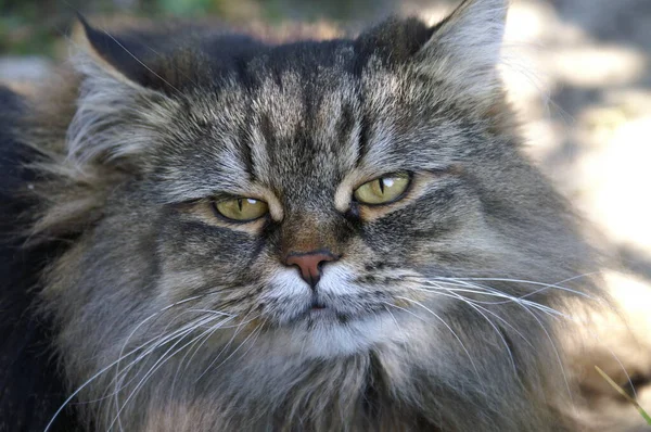 Dalgın dalgın bakan üç tüylü kedi kameraya bakıyor.
