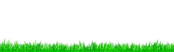 Zelená Šťavnatá Tráva Bílém Pozadí Panorama — Stockový vektor