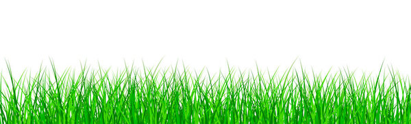 Green juicy grass on a white background - panorama