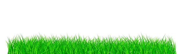 Grünes Saftiges Gras Auf Weißem Hintergrund Panorama — Stockvektor