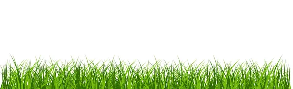 Зеленая Сочная Трава Белом Фоне Панорама — стоковый вектор