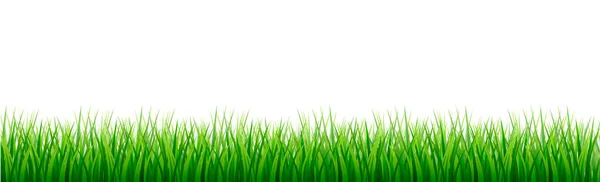 Verde Hierba Jugosa Sobre Fondo Blanco Panorama — Vector de stock