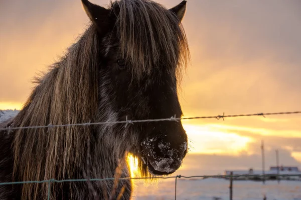 Idź Odkrywać Krainę Wikingów Zimie Zachód Słońca Islandii Jest Niesamowity — Zdjęcie stockowe